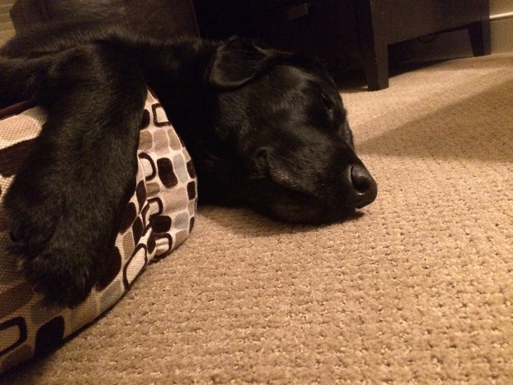 Oswego_dog_bed